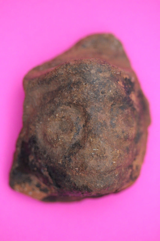 Puerto Rico Taino Pre Columbian Pottery Artifact FREE Display Case 1000AD COA 02