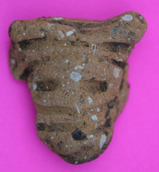 Puerto Rico Taino Pre Columbian Pottery Artifact FREE Display Case 1000AD COA 06