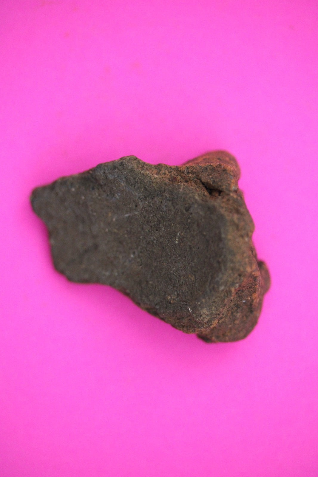 Puerto Rico Taino Pre Columbian Pottery Artifact FREE Display Case 1000AD COA 23