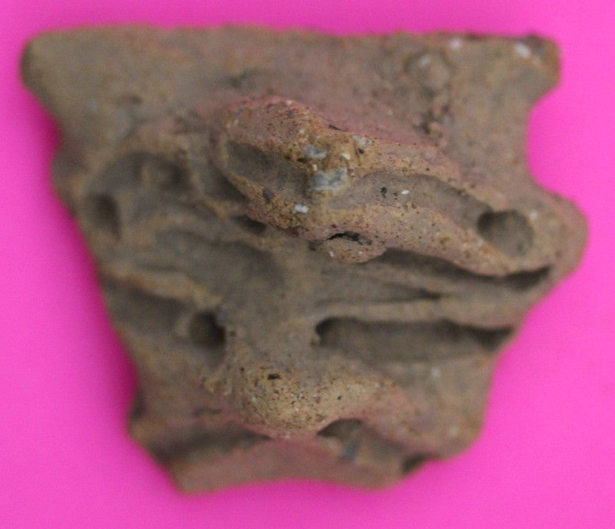 Puerto Rico Taino Pre Columbian Pottery Artifact FREE Display Case 1000AD COA 10