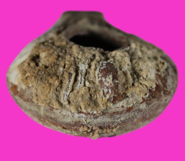 Ancient Holy Land Oil Lamp Artifact Jesus Christ Homeland  100 - 400 AD COA L03