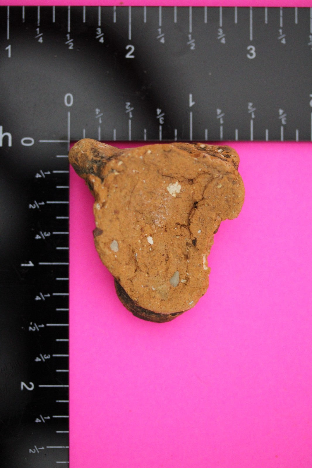 Puerto Rico Taino Pre Columbian Pottery Artifact FREE Display Case 1000AD COA 06