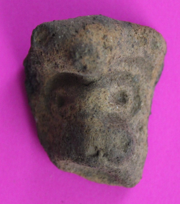 Puerto Rico Taino Pre Columbian Pottery Artifact FREE Display Case 1000AD COA 50