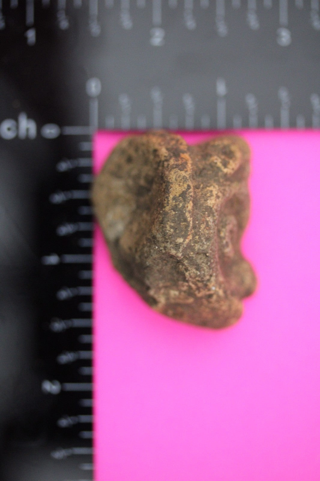 Puerto Rico Taino Pre Columbian Pottery Artifact FREE Display Case 1000AD COA 09