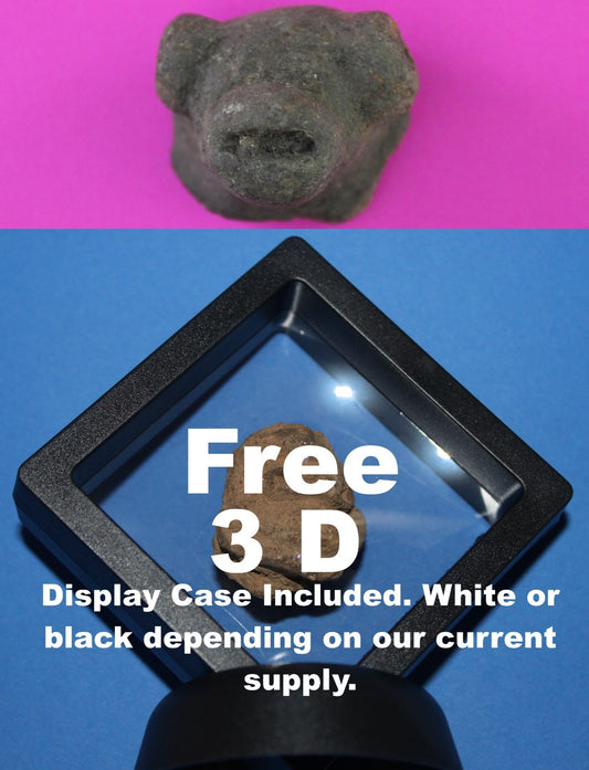 Puerto Rico Taino Pre Columbian Pottery Artifact FREE Display Case 1000AD COA102