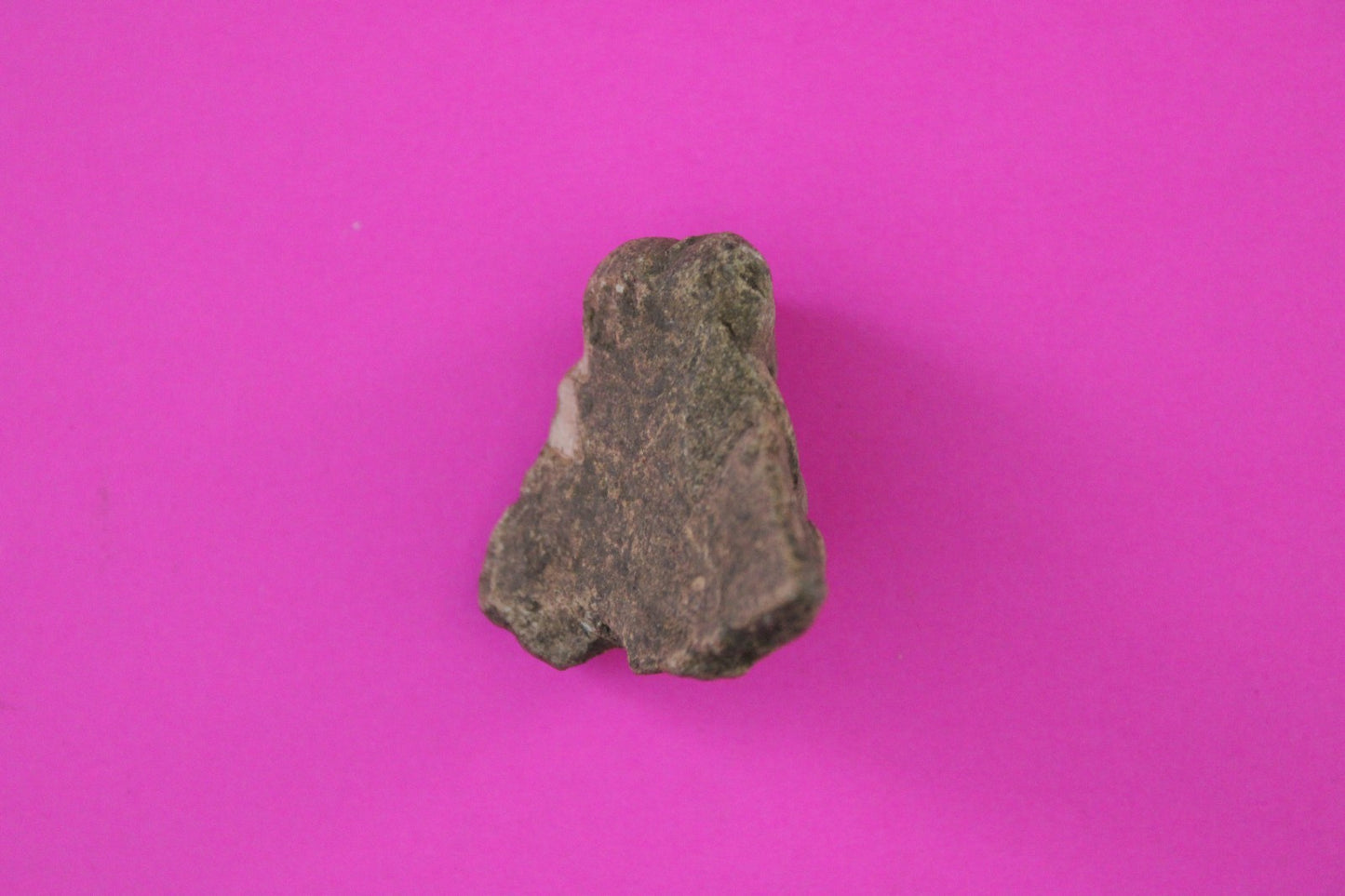 Puerto Rico Taino Pre Columbian Pottery Artifact FREE Display Case 1000AD COA 67