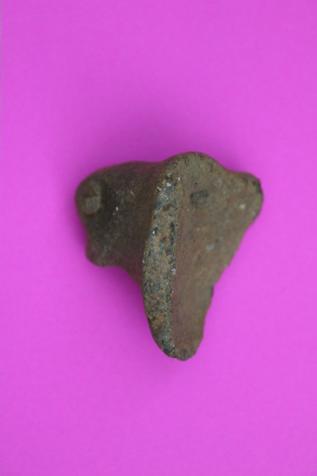 Puerto Rico Taino Pre Columbia Pottery Artifact FREE Display Case 1000 AD COA 41