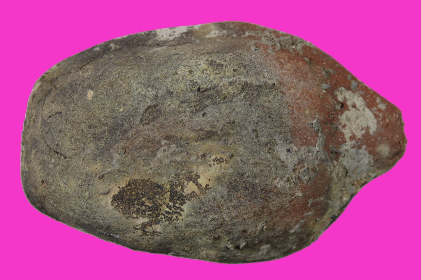 Oil Lamp Holy Land Ancient Artifact Jesus Christ Home Israel 300-600 AD COA 120