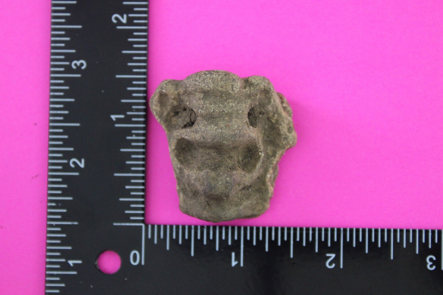 Puerto Rico Taino Pre Columbian Pottery Artifact FREE Display Case 1000AD COA 66