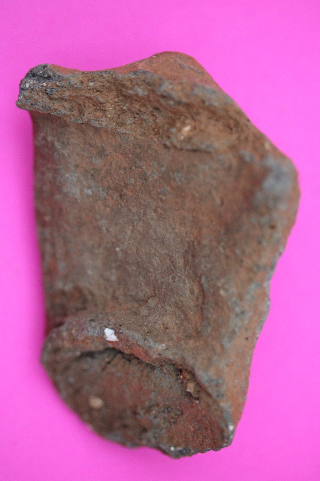 Puerto Rico Taino Pre Columbian Pottery Artifact FREE Display Case 1000AD COA 01