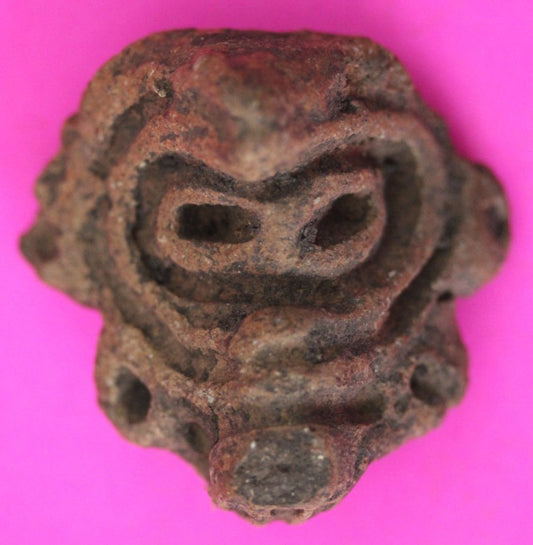 Puerto Rico Taino Pre Columbian Pottery Artifact FREE Display Case 1000AD COA 29