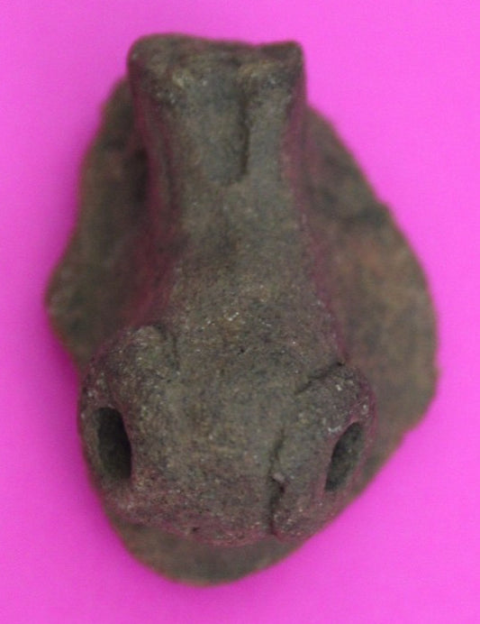 Puerto Rico Taino Pre Columbia Pottery Artifact FREE Display Case 1000 AD COA 42