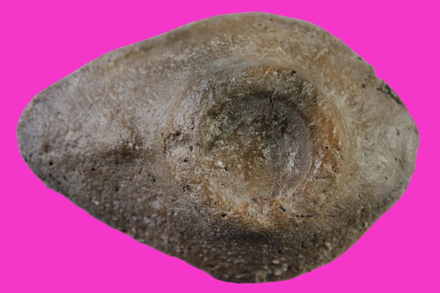 Ancient Holy Land Oil Lamp Artifact Jesus Christ Homeland 100 - 400 AD COA L09