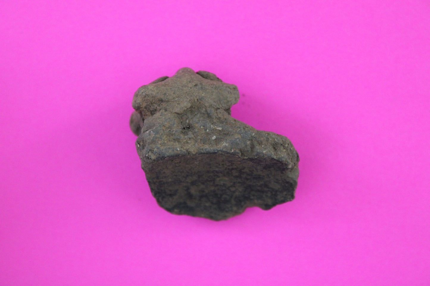 Puerto Rico Taino Pre Columbian Pottery Artifact FREE Display Case 1000AD COA 76