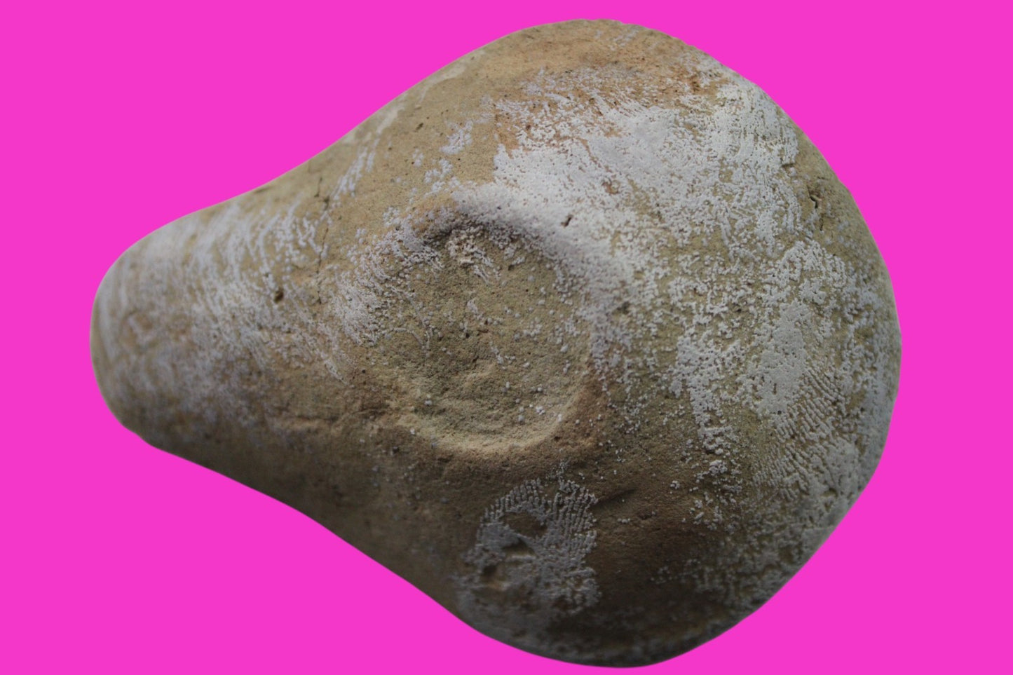 Ancient Holy Land Oil Lamp Artifact From Jesus Christ Home Land 100-500AD COA 67