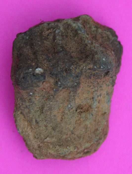 Puerto Rico Taino Pre Columbian Pottery Artifact FREE Display Case 1000AD COA 53