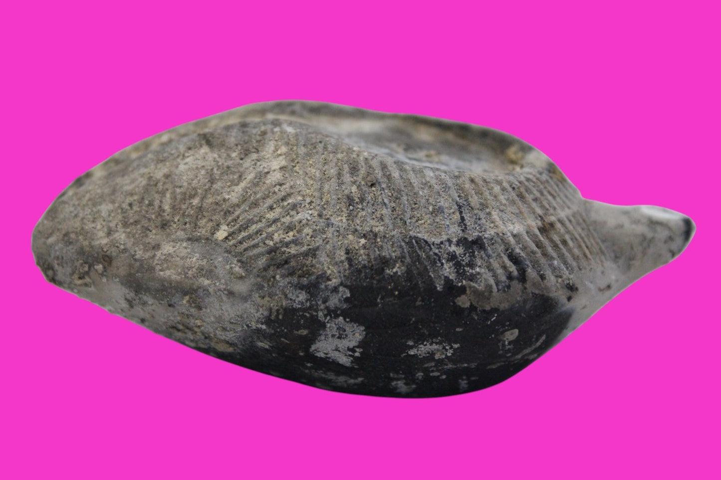 Ancient Holy Land Oil Lamp Artifact From Jesus Christ Home Land 100-500AD COA 61