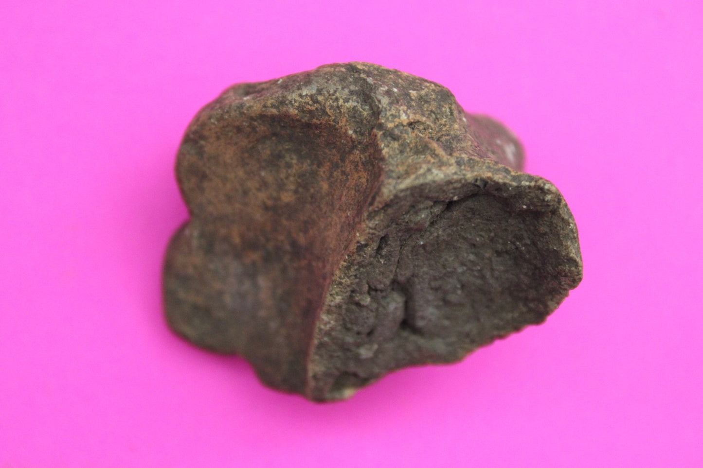 Puerto Rico Taino Pre Columbian Pottery Artifact FREE Display Case 1000AD COA 11