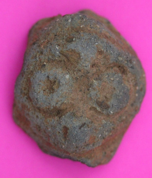 Puerto Rico Taino Pre Columbian Pottery Artifact FREE Display Case 1000AD COA 19