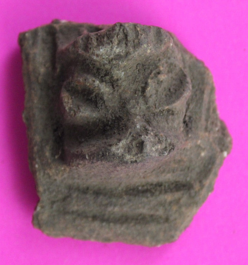 Puerto Rico Taino Pre Columbian Pottery Artifact FREE Display Case 1000AD COA 60