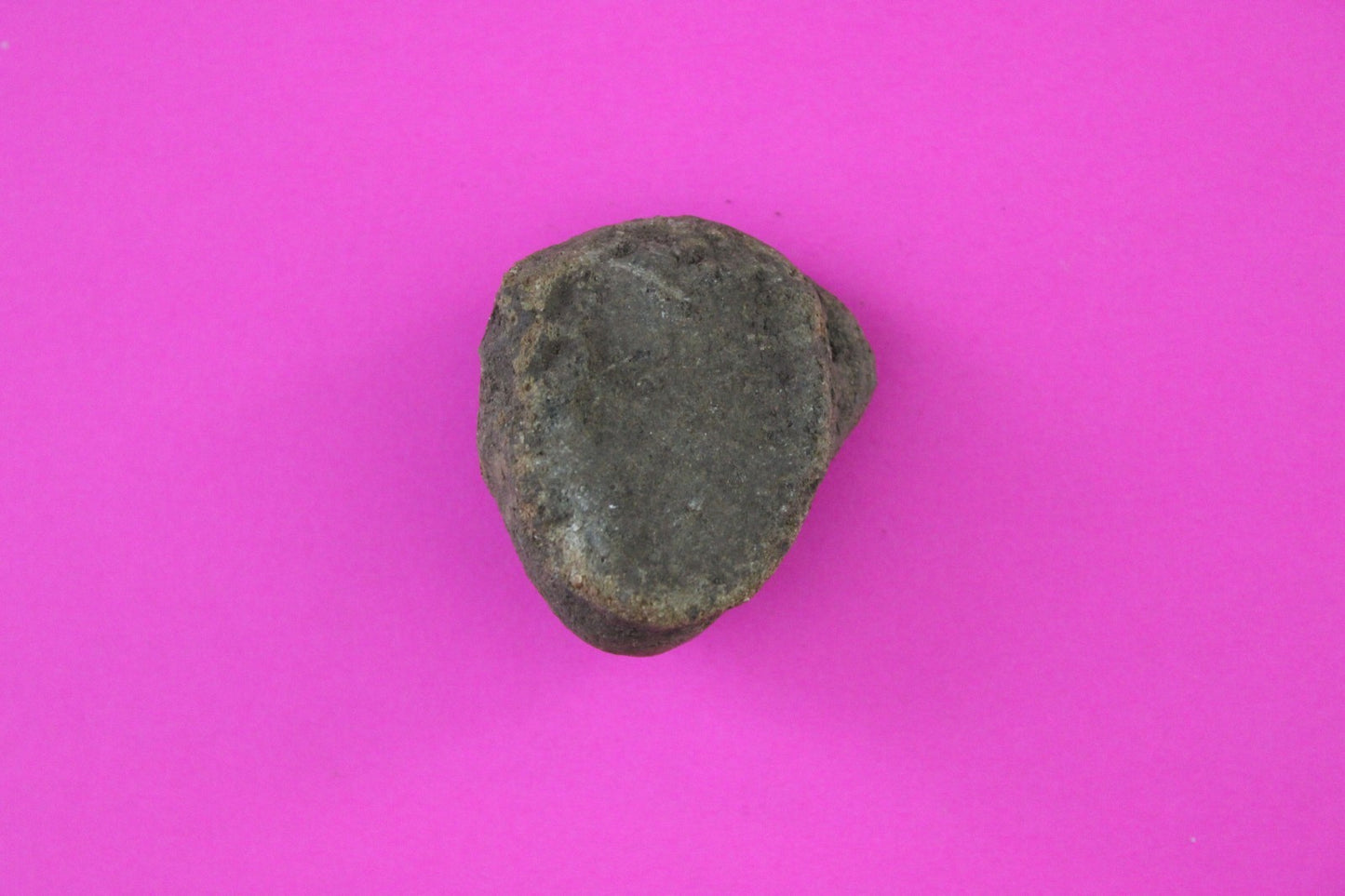 Puerto Rico Taino Pre Columbian Pottery Artifact FREE Display Case 1000AD COA 70