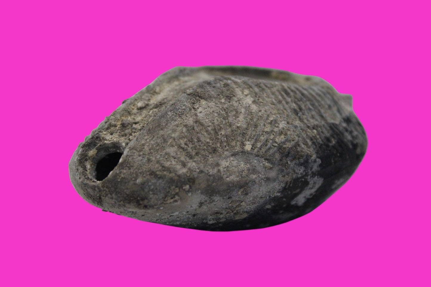 Ancient Holy Land Oil Lamp Artifact From Jesus Christ Home Land 100-500AD COA 61