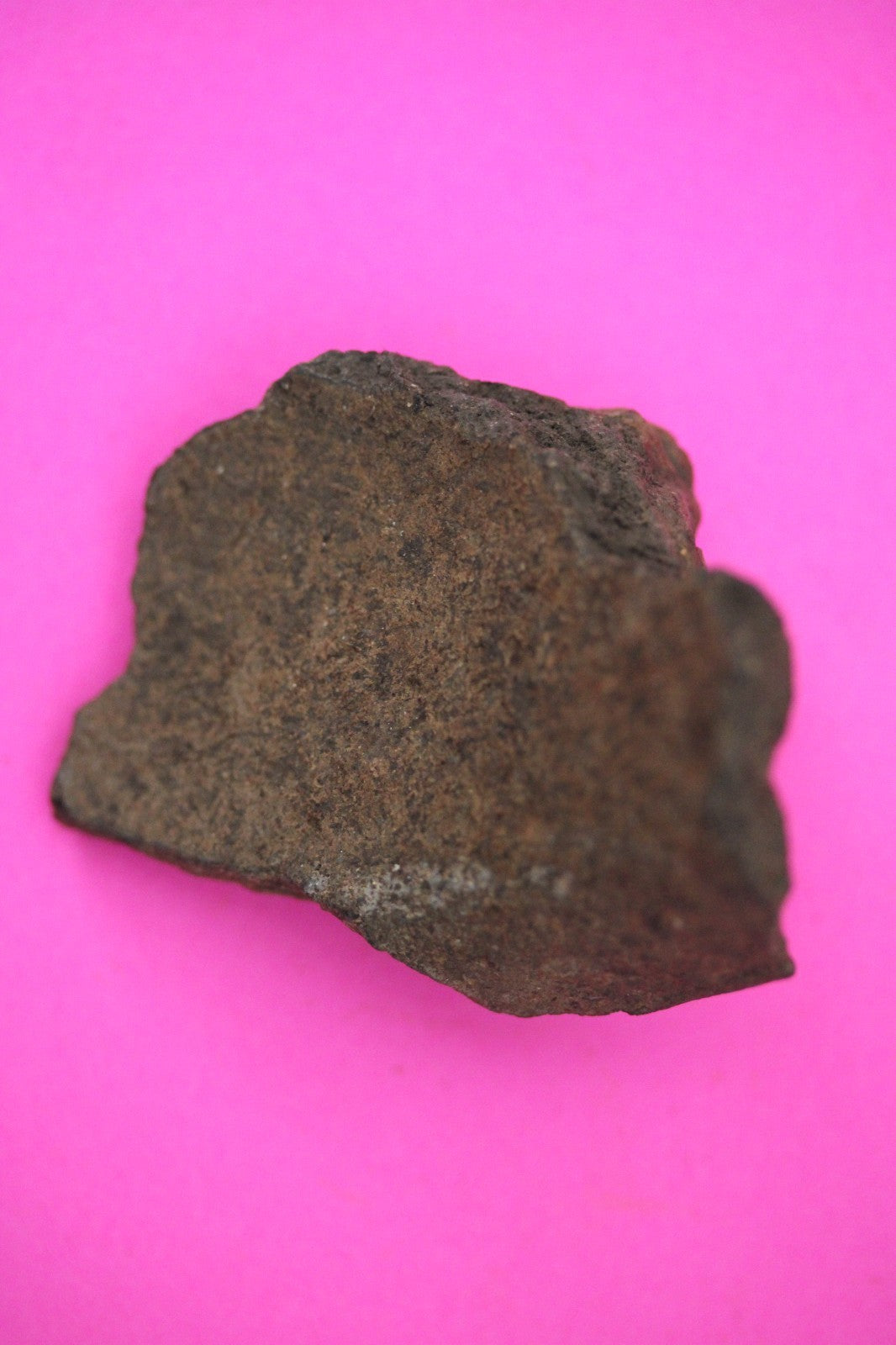 Puerto Rico Taino Pre Columbian Pottery Artifact FREE Display Case 1000AD COA 46