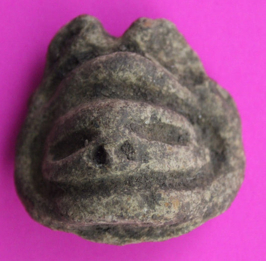 Puerto Rico Taino Pre Columbian Pottery Artifact FREE Display Case 1000AD COA 49