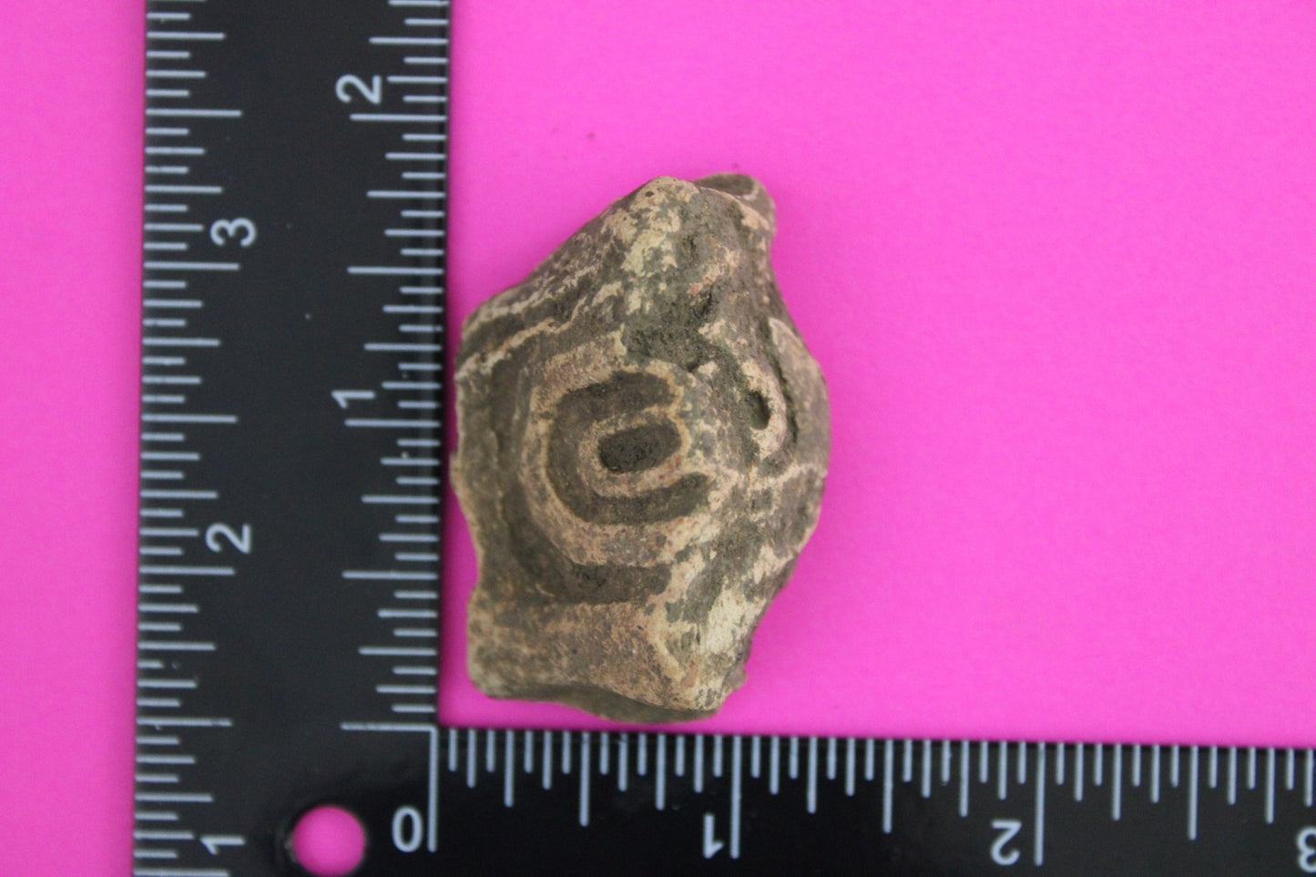 Puerto Rico Taino Pre Columbian Pottery Artifact FREE Display Case 1000AD COA 74