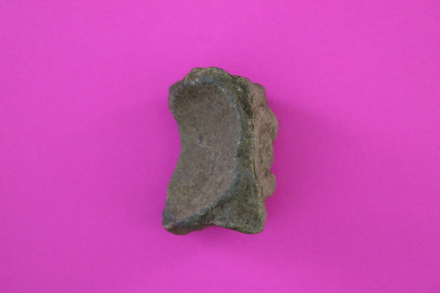 Puerto Rico Taino Pre Columbian Pottery Artifact FREE Display Case 1000AD COA 84