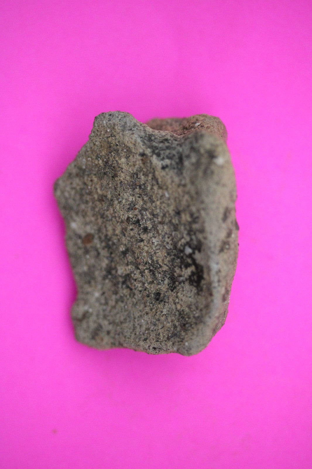 Puerto Rico Taino Pre Columbian Pottery Artifact FREE Display Case 1000AD COA 27