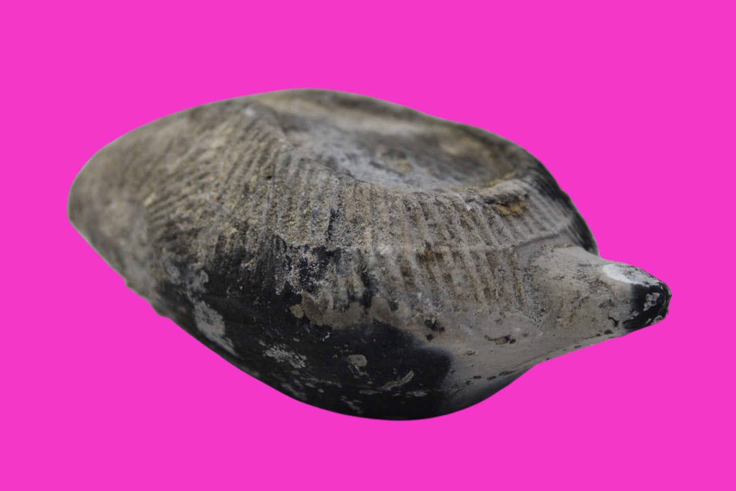 Ancient Holy Land Oil Lamp Artifact From Jesus Christ Home Land 100-500AD COA 61