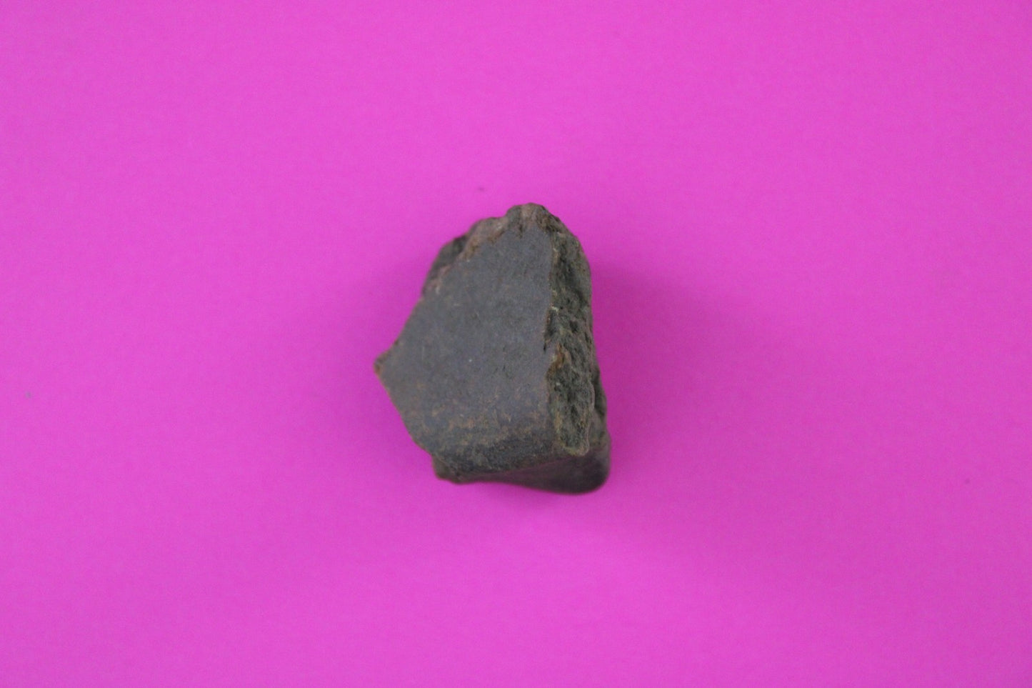 Puerto Rico Taino Pre Columbian Pottery Artifact FREE Display Case 1000AD COA 92