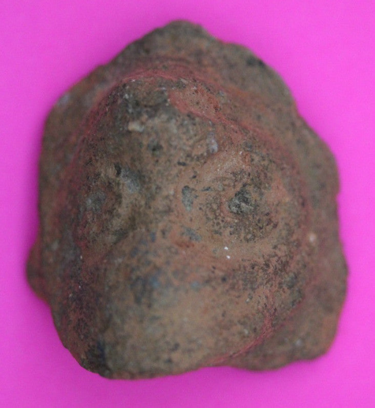 Puerto Rico Taino Pre Columbian Pottery Artifact FREE Display Case 1000AD COA 05