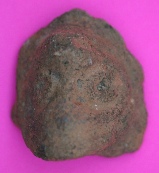 Puerto Rico Taino Pre Columbian Pottery Artifact FREE Display Case 1000AD COA 05