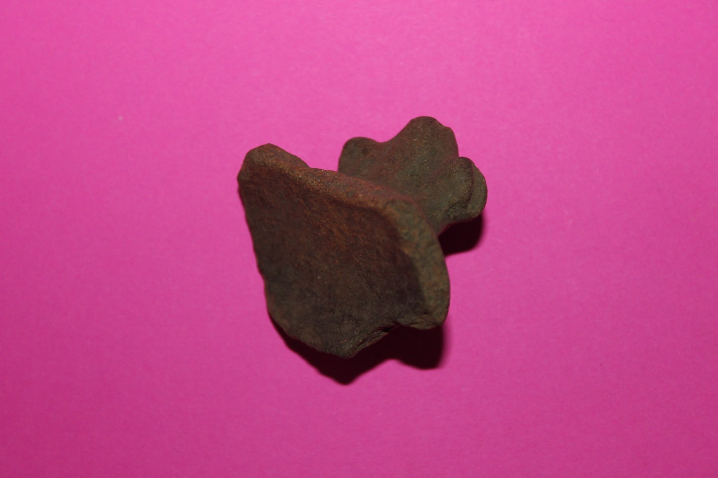 Puerto Rico Taino Pre Columbian Pottery Artifact FREE Display Case 1000AD COA 64