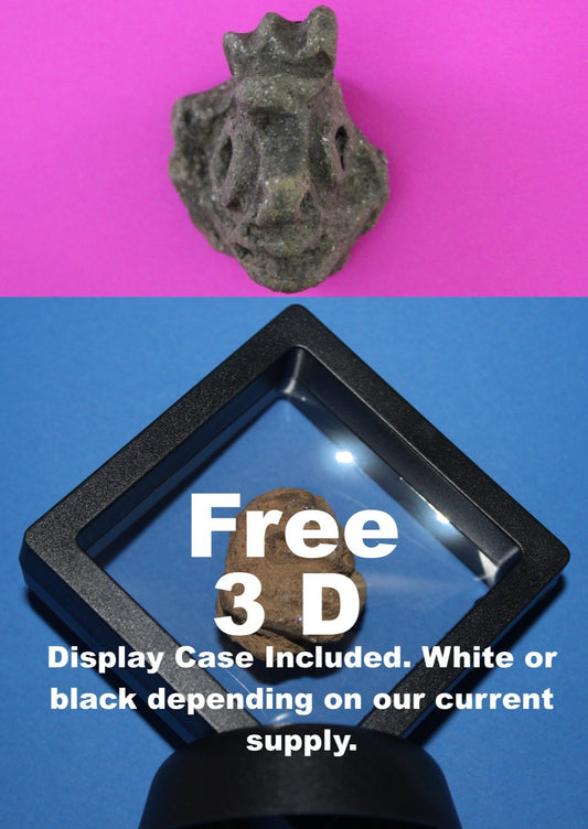 Puerto Rico Taino Pre Columbian Pottery Artifact FREE Display Case 1000AD COA 98