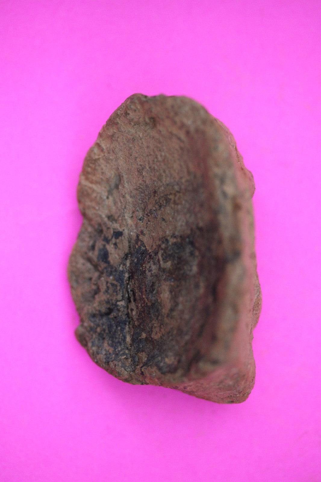 Puerto Rico Taino Pre Columbian Pottery Artifact FREE Display Case 1000AD COA 35